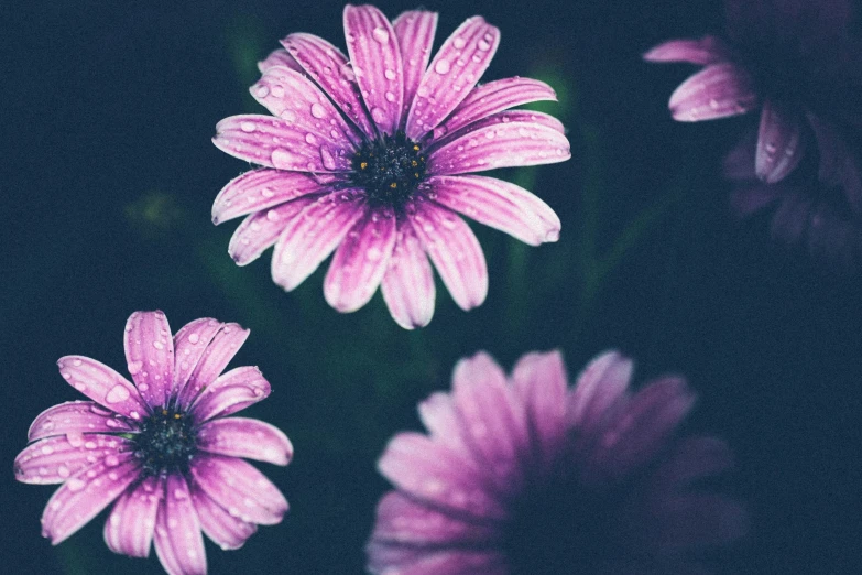 a group of purple flowers with dark background
