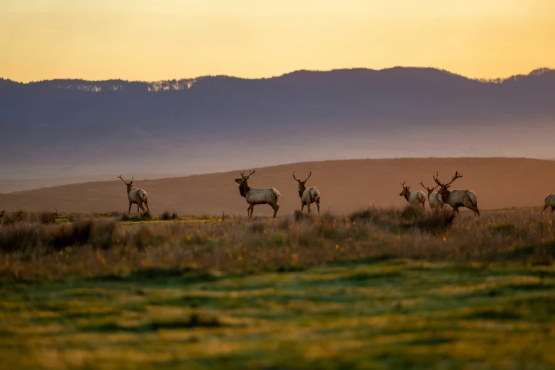 four wild animals walking in the grass near mountains