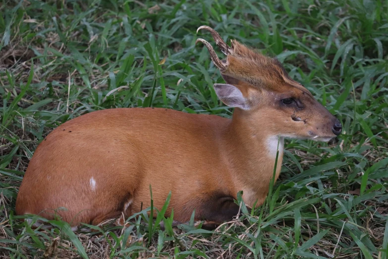 small deer with a strange crown on its head is sitting in a grassy field