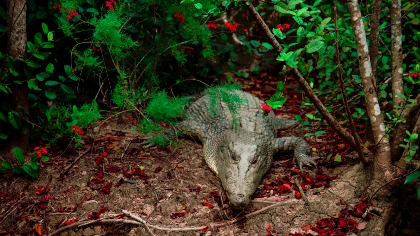 an animal that is laying down in the dirt