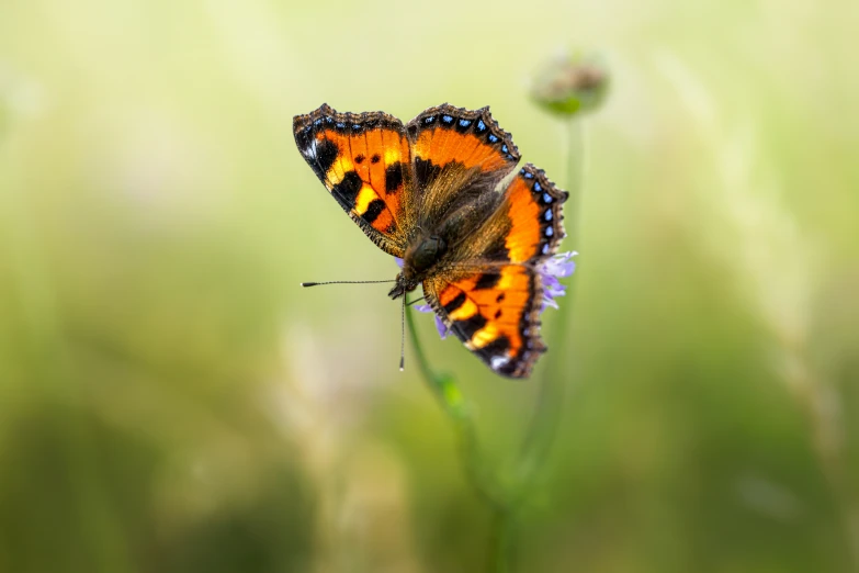 two orange erfly on green flower in sunlight