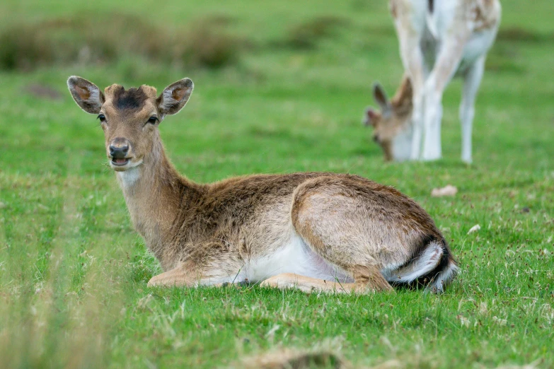 a deer with antlers standing and laying down in a field