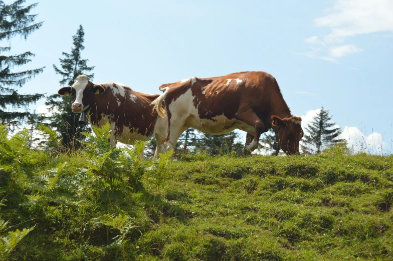 two brown and white cows in grassy area next to trees