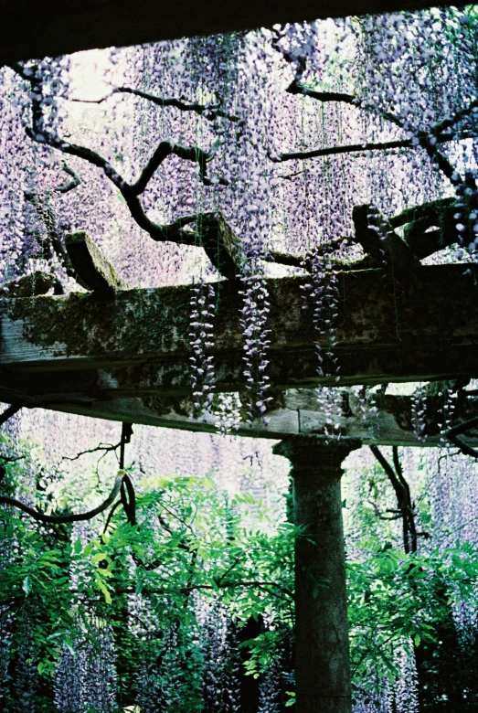 an image of birds perched on a tree reflected in water