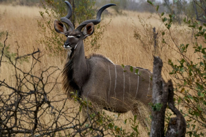 a very nice horned animal standing in a field