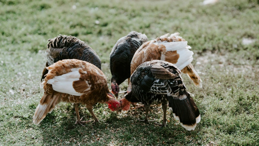 five birds are in a group feeding from their mouths