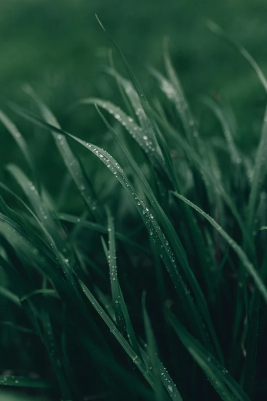 close up on water droplets on blades of green grass