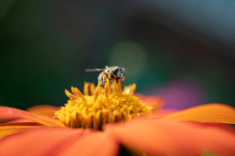 a hover fly sits atop an orange flower