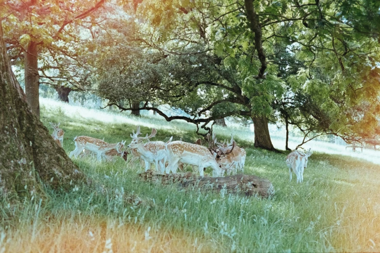 deer grazing in a wooded, grassy field