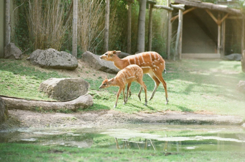 two deers standing near water next to grassy area