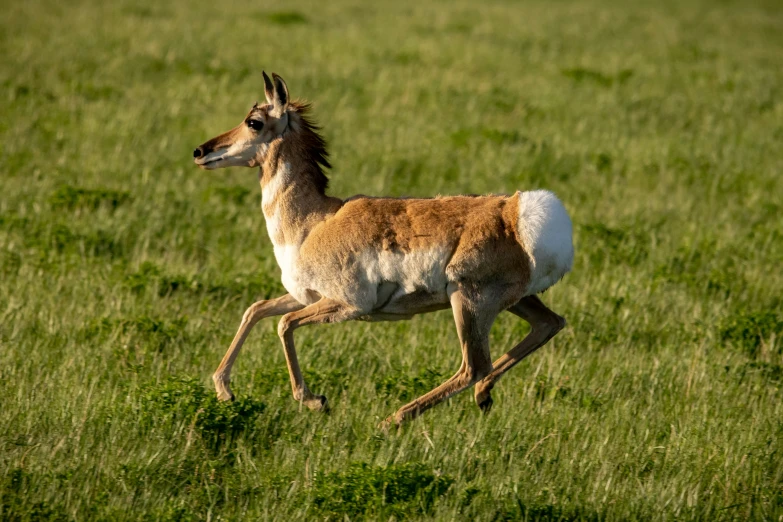 a lone deer runs through a grassy field