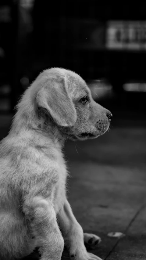 black and white image of puppy sitting on street