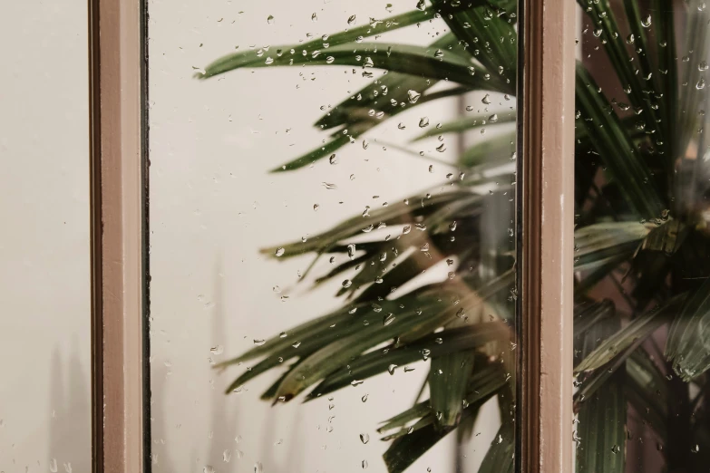 some large green plants next to a window covered in water