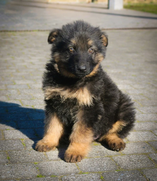 a black brown and tan puppy sitting on brick