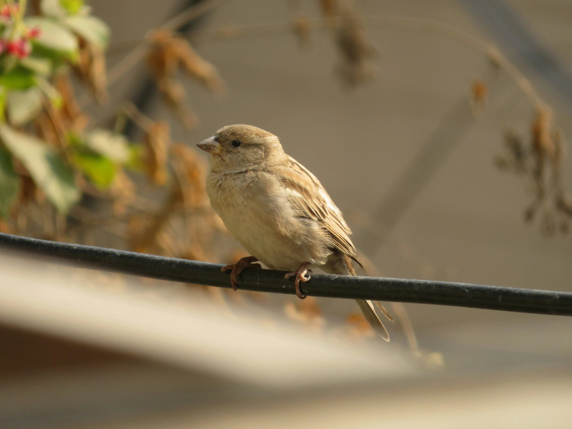 a bird sitting on top of a black pole