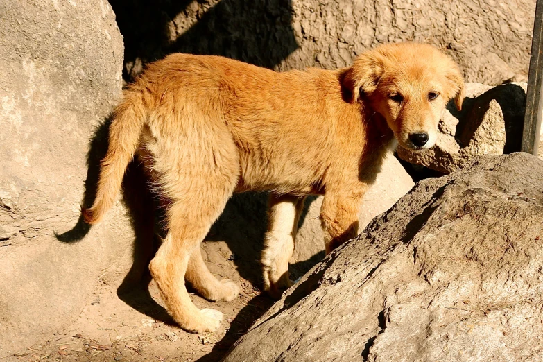 a dog that is standing near some rocks