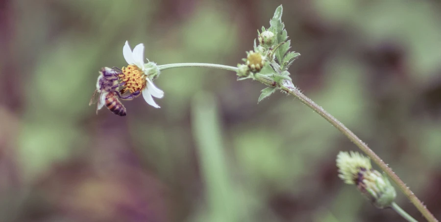 closeup of a white flower and two yellow flowers