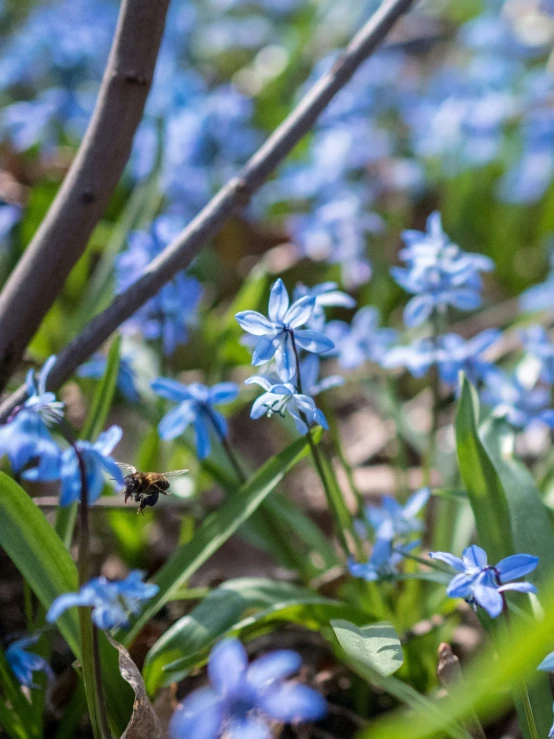 small blue flowers blooming all over the ground