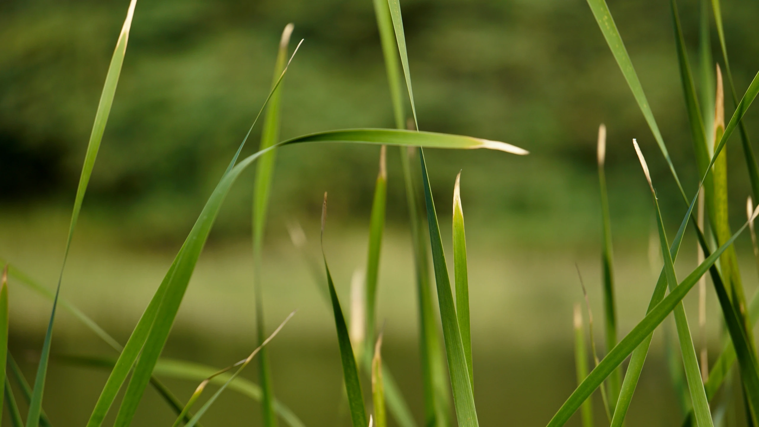 long grass and water in a pond with blurry background