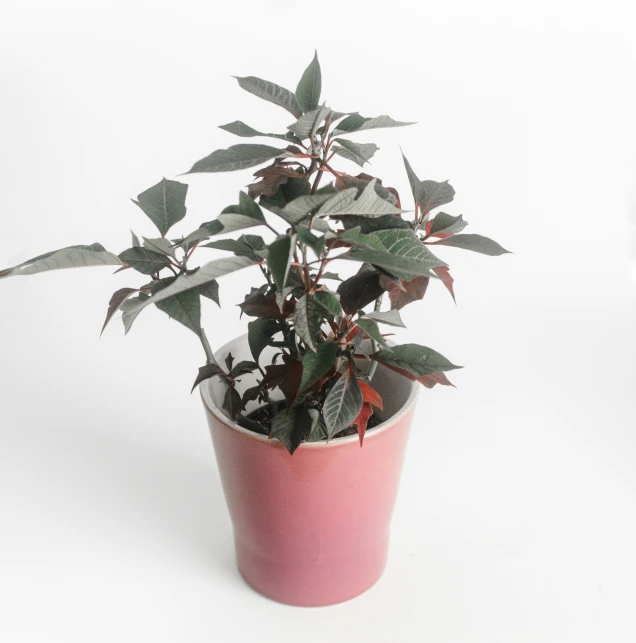 a pink plant potted in some kind of cup