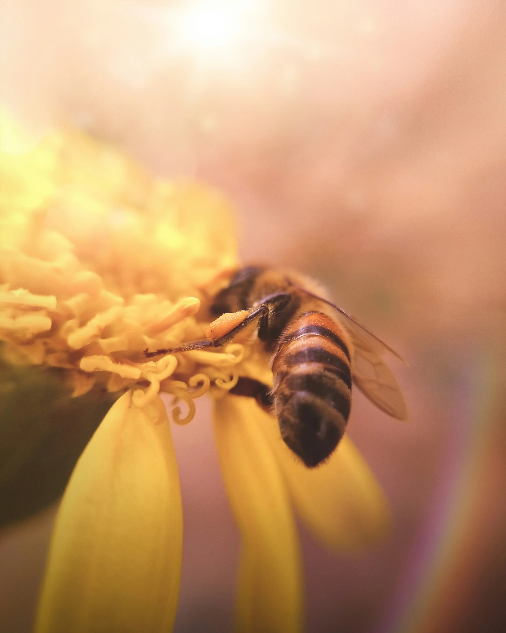 a bee is standing on a yellow flower