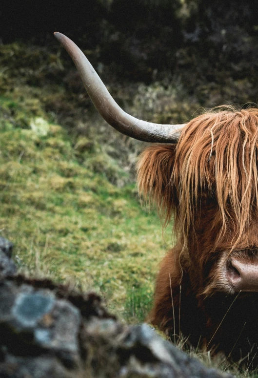 a close up of a very long horned animal