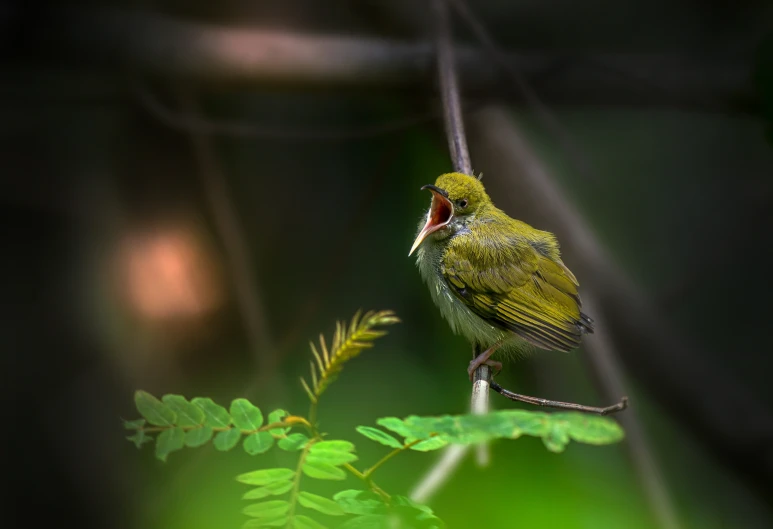 a bird is standing on a nch next to the leaves