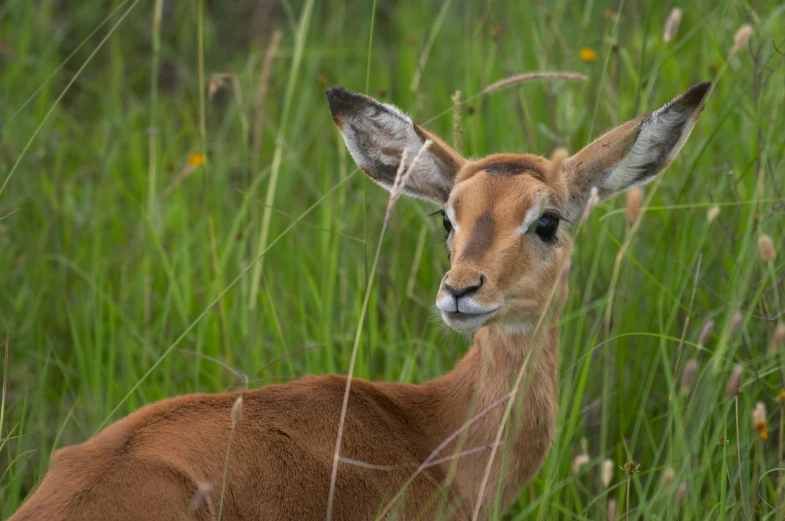 a deer with its head poking out in some tall grass