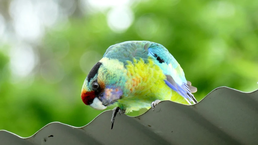 a bird is perched on top of the roof