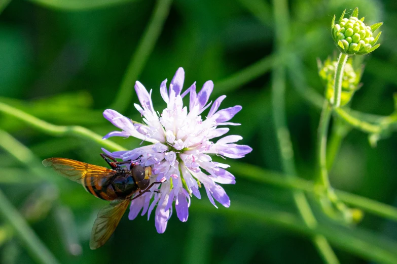 the bee is resting on the flower to get nectar