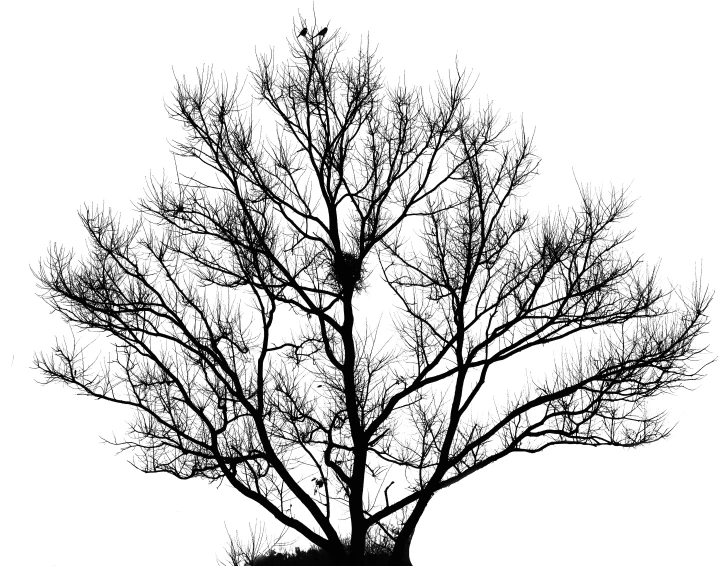 a tree that is bare from the leaves