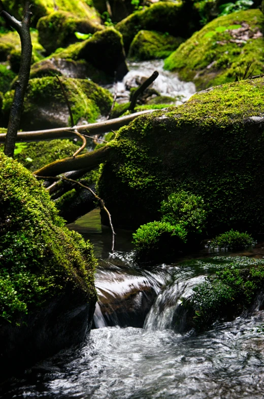 a stream of water with green moss growing on the rocks