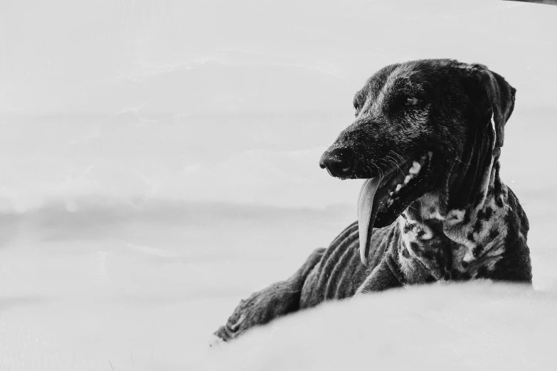 a dog with it's head looking in the distance in snow