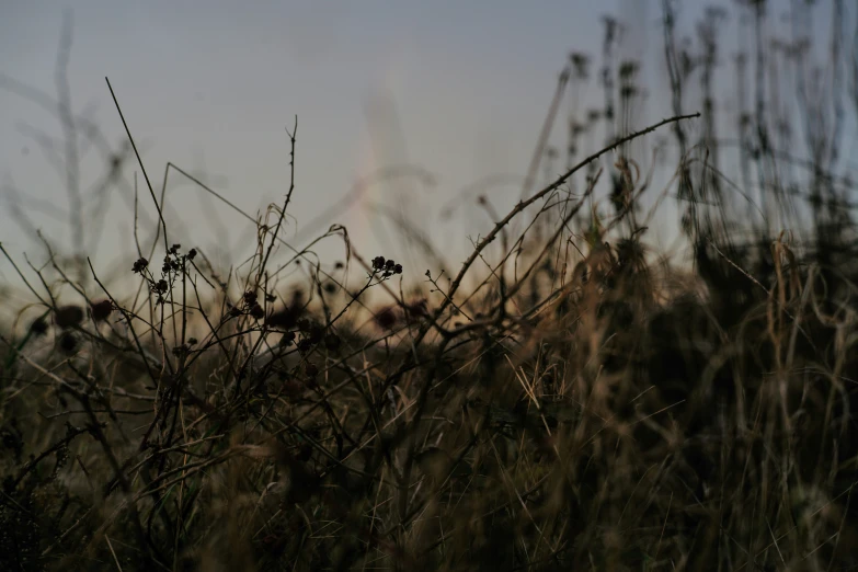 weeds growing high above the trees during sunset