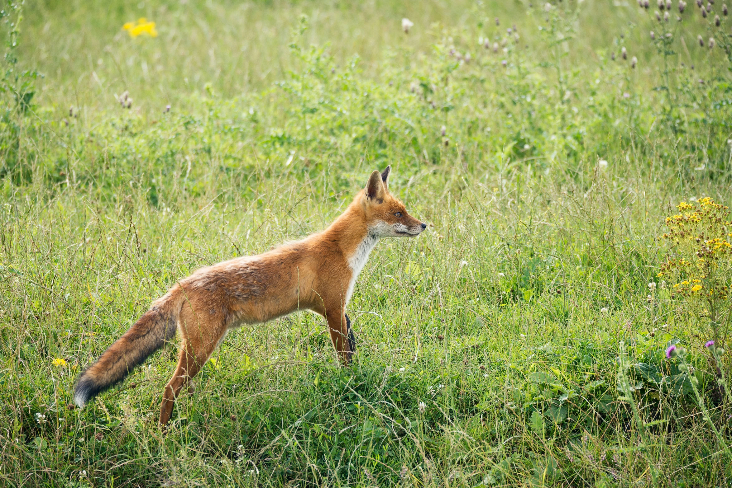 an animal that is walking in some grass