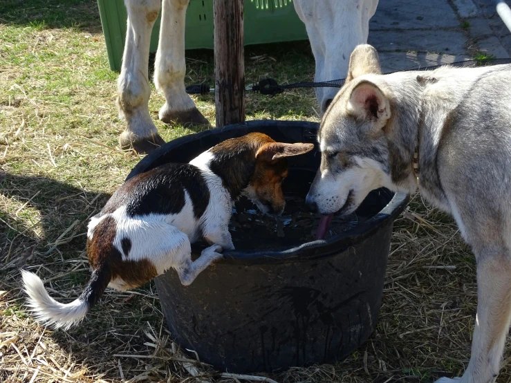 two dogs drink water from a bucket with their mouths