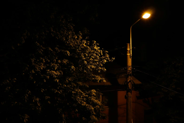 a light and tree on a street at night