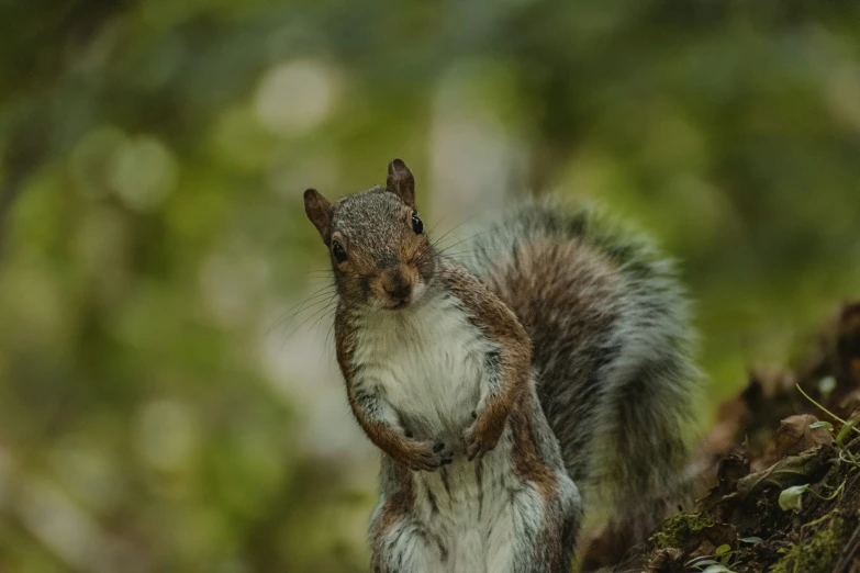 a grey squirrel on the ground looking up