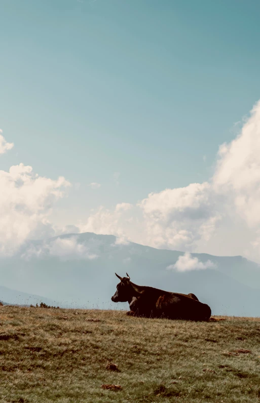 a couple of cows are on a field