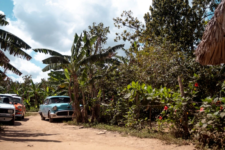 a blue car sitting in front of a tropical plant