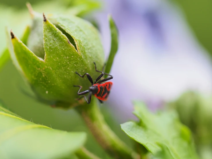 a small red and black insect on green leaf