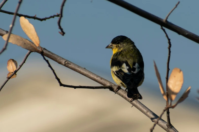 a black yellow and white bird and some nches