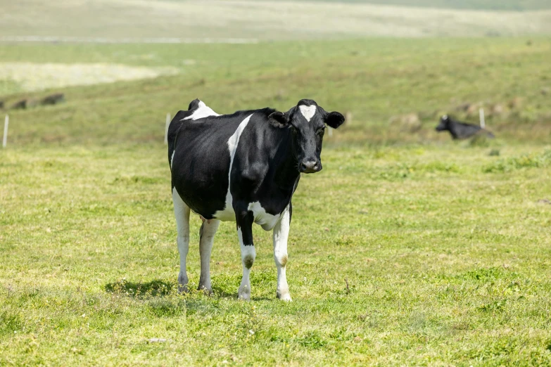 a cow with black and white dots stands in a field