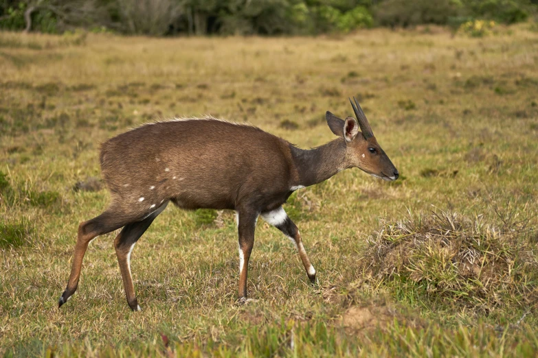 an animal walking in a grassy field with a fence