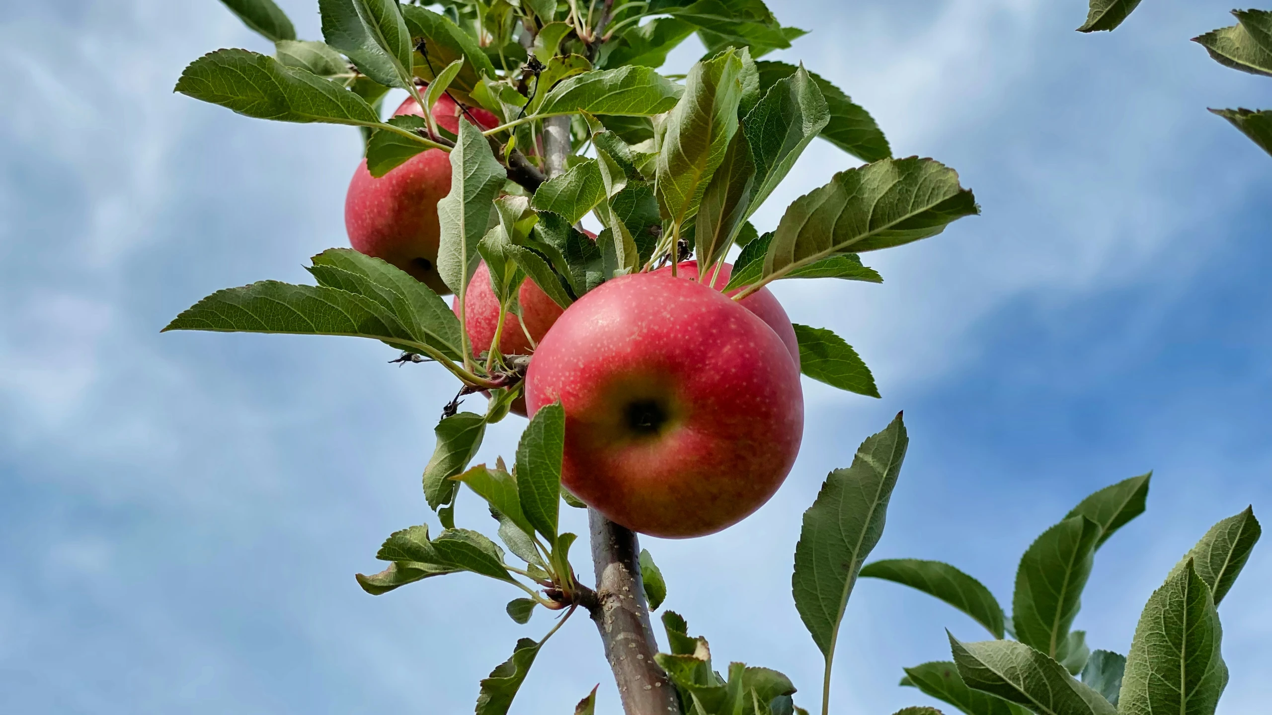 an apple tree with three apples growing on it