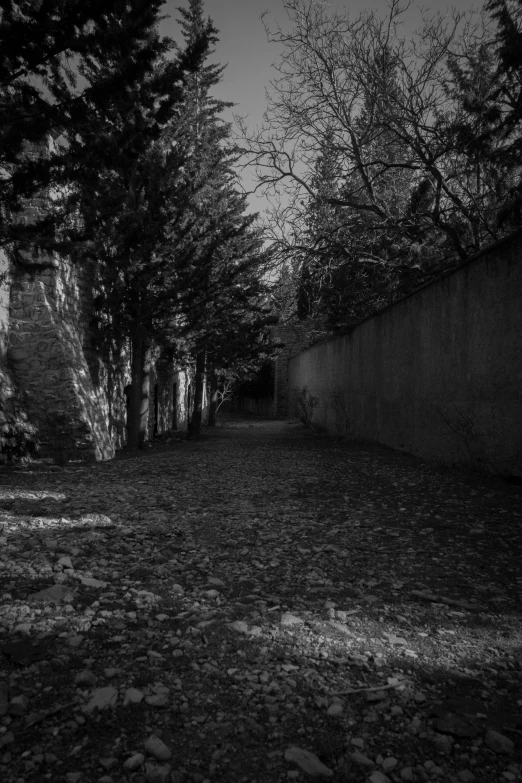 dark alley with trees and fence on one side