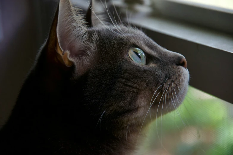 a grey cat looking out the window with his head hanging up