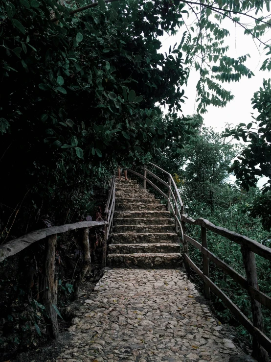 wooden steps lead down a path through the forest