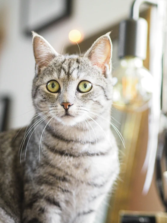 a cat staring at the camera while sitting next to a counter