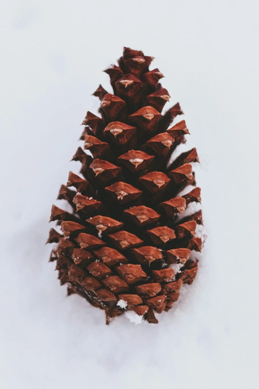 a pine cone is in the snow